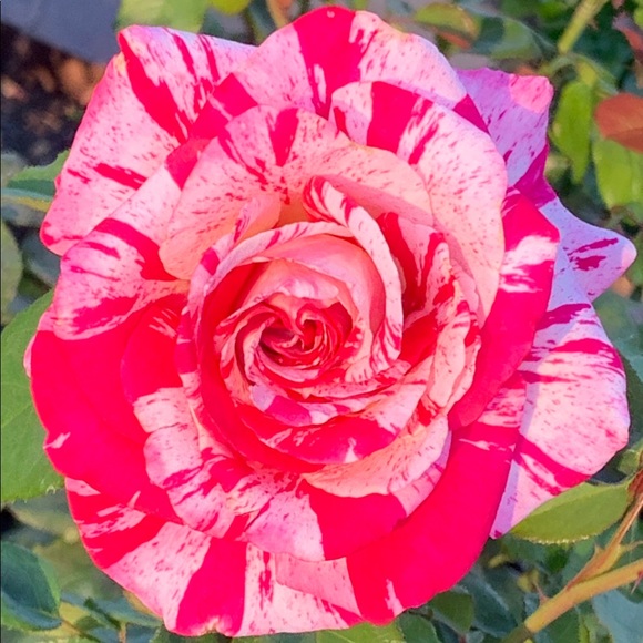 Meet your Posher, Rose - Picture 4 of 4